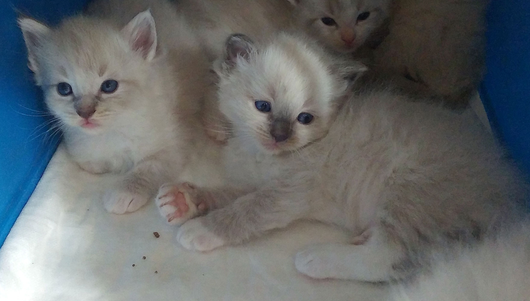 Nuovi cuccioli di Ragdoll dell’allevamento Silmarillions 