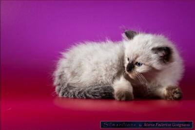 Il gatto ragdoll per famiglie con o senza figli