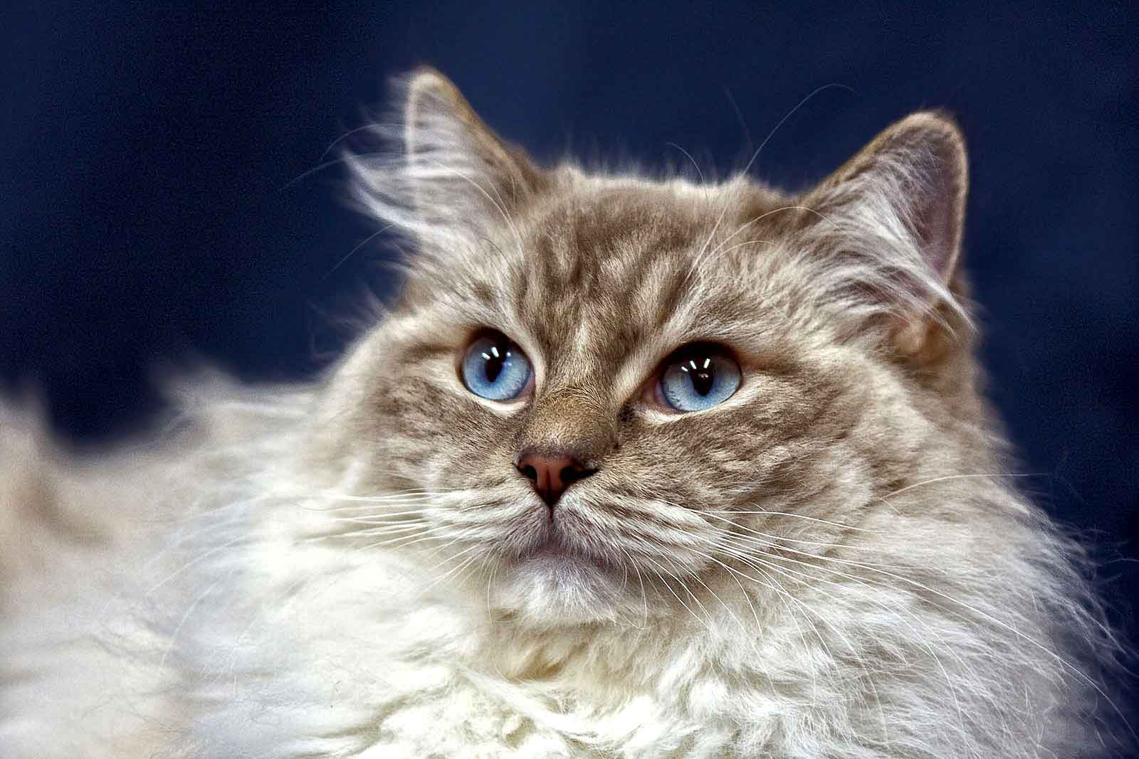 Il gatto Ragdoll, connubio perfetto di bellezza e amore